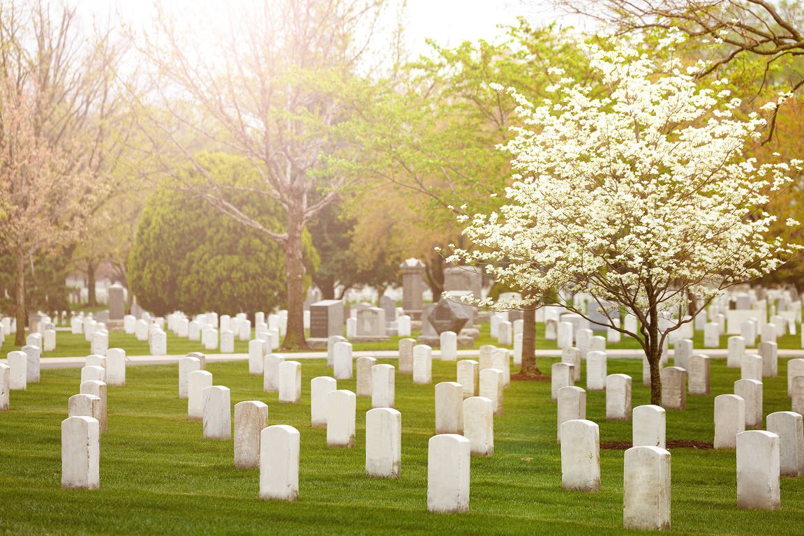 A peaceful cemetery with green grass, white headstones, and trees in bloom